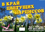 Тур В край цветущих нарциссов